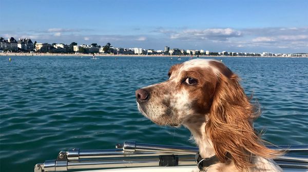 The dog's eye - SlowMotion - GoPro hero 6 1080p 240fps