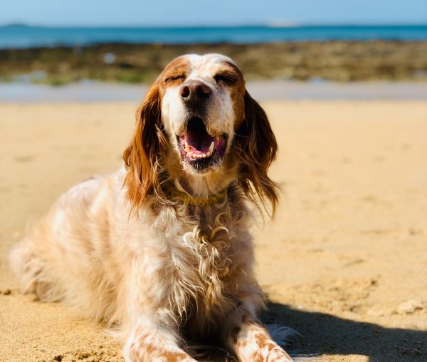 Node, Vue, CapRover, Docker Swarm, self-hosted PaaS easy!